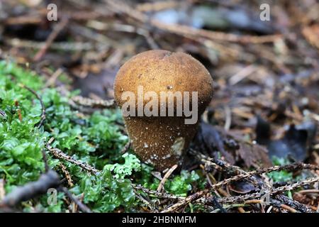 Lycoperdon molle, communément appelé le macaron lisse ou le macaron mou, champignon sauvage de Finlande Banque D'Images