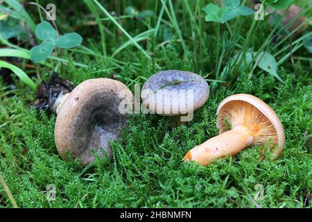 Lactarius deterrimus, connu sous le nom de fausse laque de safran ou de laitque d'orange, champignon sauvage comestible de Finlande Banque D'Images