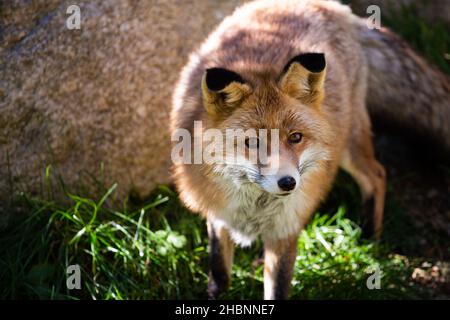 Renard ibérique sauvage rouge calme sur fond vert forêt portrait de près Banque D'Images