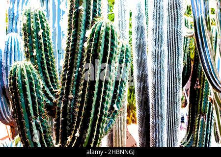 Illustration.Magnifique jardin botanique tropical avec différents types de plantes, palmiers et cactus le jardin Majorelle. Banque D'Images