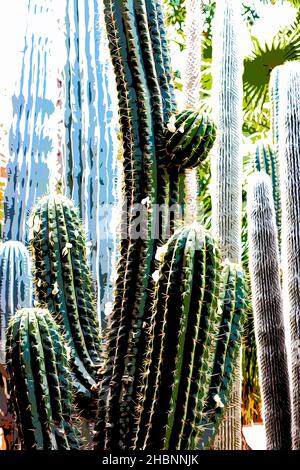 Illustration.Magnifique jardin botanique tropical avec différents types de plantes, palmiers et cactus le jardin Majorelle. Banque D'Images