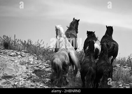 Photo en niveaux de gris d'un groupe de chevaux sur la colline Banque D'Images