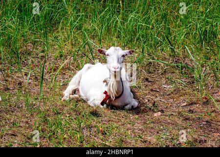 La chèvre blanche repose sur un fond d'herbe verte en été. Banque D'Images