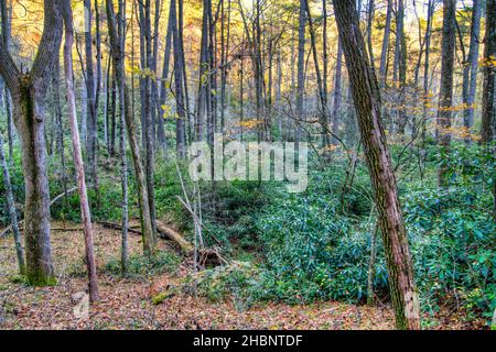 La forêt sur le sentier près du centre d'accueil de Linville Falls sur la Blue Ridge Parkway en Caroline du Nord. Banque D'Images