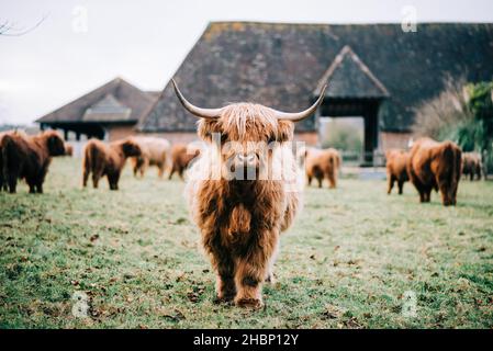 Vaches des highlands dans un champ en automne en Angleterre Banque D'Images