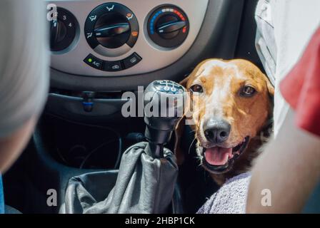 Un dachshund aux cheveux rouges est assis en voiture Banque D'Images