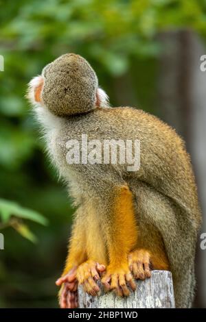 Singe écureuil (Saimiri sciurus) dans la rivière Tapajos, forêt amazonienne, Brésil Banque D'Images