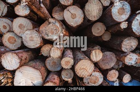 Gros plan sur le bois de coupe frais accumulé dans la forêt gelée, travaux forestiers à la fin de l'hiver Banque D'Images