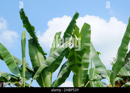 Une vue naturelle des feuilles de banane dans une plantation contre un ciel nuageux Banque D'Images
