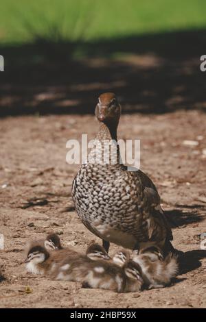 Famille de canards dans un lac de Mittagong Banque D'Images