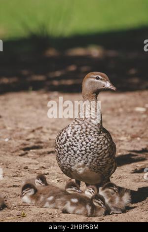 Famille de canards dans un lac de Mittagong Banque D'Images