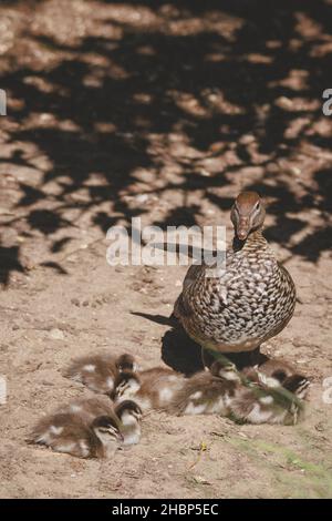 Famille de canards dans un lac de Mittagong Banque D'Images