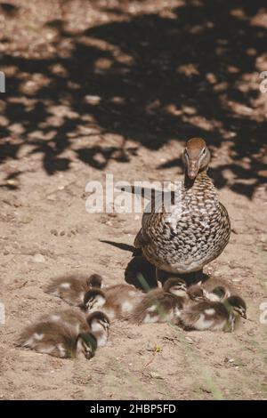 Famille de canards dans un lac de Mittagong Banque D'Images