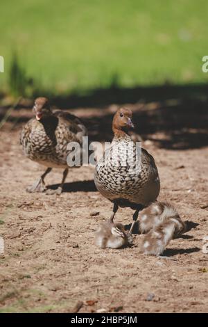 Famille de canards dans un lac de Mittagong Banque D'Images