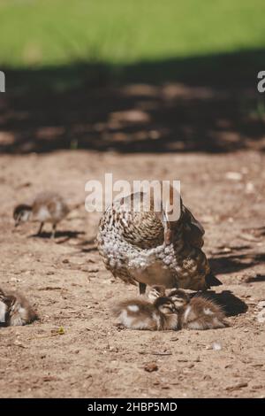 Famille de canards dans un lac de Mittagong Banque D'Images