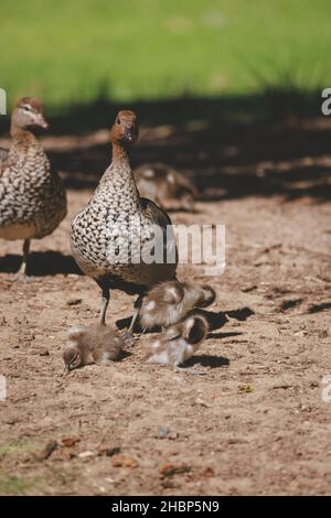 Famille de canards dans un lac de Mittagong Banque D'Images