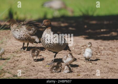 Famille de canards dans un lac de Mittagong Banque D'Images