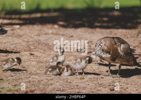 Famille de canards dans un lac de Mittagong Banque D'Images