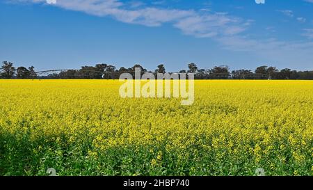 Irrigateur de cercle dans un champ de canola près de Mulwala en Nouvelle-Galles du Sud en Australie Banque D'Images
