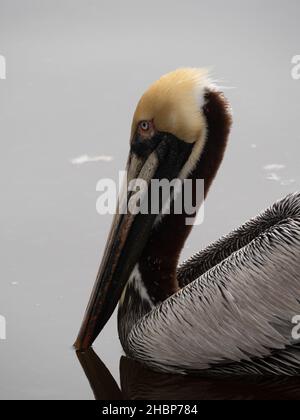 Gros plan d'un Pelican brun adulte reproducteur en profil avec des plumes à tête jaune flottant dans le golfe du Mexique près de Biloxi, Mississippi. Banque D'Images