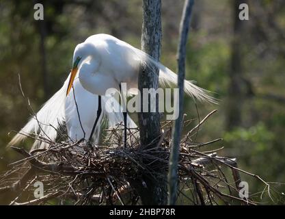Grand Egret rétro-éclairé debout dans un nid avec des ailes étirées et des brindilles à Orange, Texas. Banque D'Images