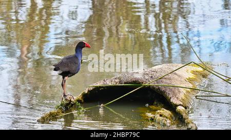 Swamp Hen debout sur une vieille bûche dans le lac Mulwala en Nouvelle-Galles du Sud, Australie Banque D'Images