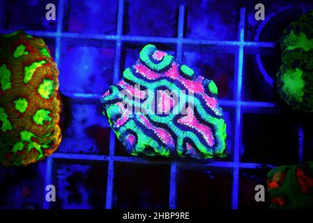 Labyrinthe cerveau LPS Coral - Platygyra sp. Banque D'Images