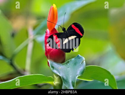 Papillon de postier rouge (Heliconius erato), Parc national de Cahuita, Costa Rica Banque D'Images