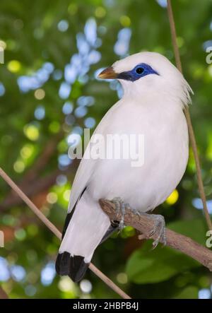 La myna de bali, la myna de bas (Leucopsar rothschildi) perchée sur un arbre Banque D'Images