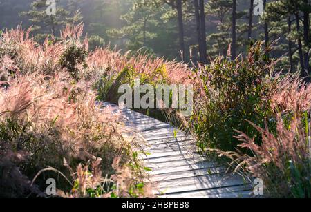 Magnifique Pennisetum setaceum pourpre herbes champ dans l'après-midi lumière du soleil scintillant avec la nature flou d'arrière-plan Banque D'Images