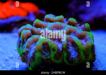 Labyrinthe cerveau LPS Coral - Platygyra sp. Banque D'Images