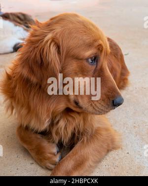 Le Golden Retriever en animal domestique est un chien de taille moyenne.Appartenant à la famille active et ludique de chiens, ils sont très loyaux et intelligents Banque D'Images