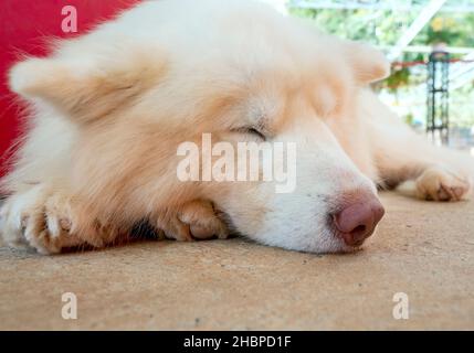 Samoyed est une race de chien de chasse originaire de Sibérie, c'est un chien avec un manteau blanc-neige et une personnalité avec de nombreuses caractéristiques semblables au loup Banque D'Images