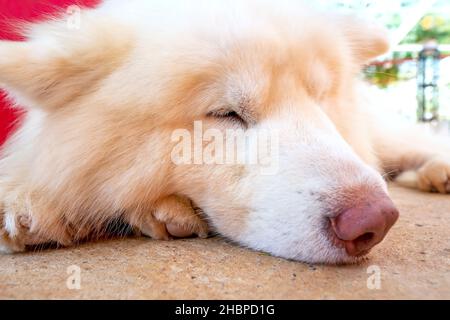 Samoyed est une race de chien de chasse originaire de Sibérie, c'est un chien avec un manteau blanc-neige et une personnalité avec de nombreuses caractéristiques semblables au loup Banque D'Images