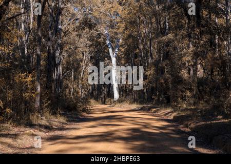 Photographie d'un grand arbre au soleil sur le côté d'une piste de terre dans une forêt des Blue Mountains en Nouvelle-Galles du Sud en Australie Banque D'Images