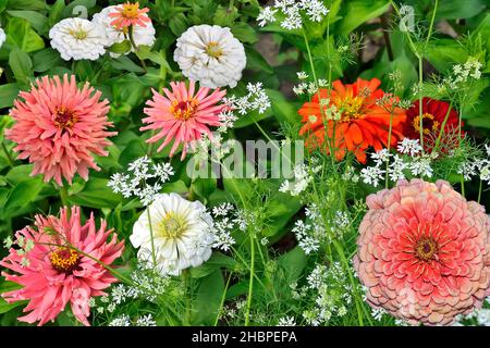 Délicat blanc et rose ou saumon de la couleur des fleurs de zinnia sur parterre à fleurs.Été doux fond floral avec des zinnies fleuries sur le vert défoqué lea Banque D'Images