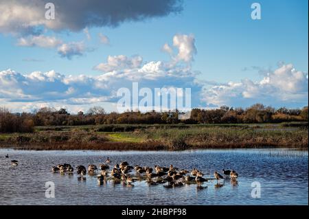 Oies de Cackling dans la réserve de Cosumnes River, Californie Banque D'Images