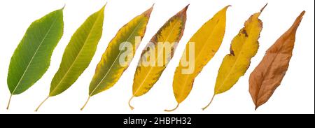 Ensemble de feuilles d'automne de différentes couleurs isolées sur blanc. Banque D'Images