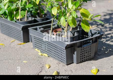 Foire agricole saisonnière.Plantules de chaux dans des boîtes en plastique noir.Pots de fleurs avec de jeunes plantes debout sur le sol.Jardinage.Extérieur.Foc sélectif Banque D'Images