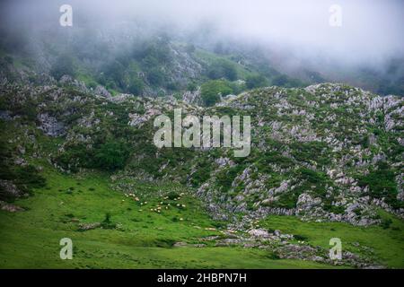 Ancienne ferme et maisons les Lacs de Covadonga, Picos de Europa, Parque Nacional de los Picos de Europa, Asturias, Cantabria, Espagne, Europe. L'un des arrêts de Banque D'Images