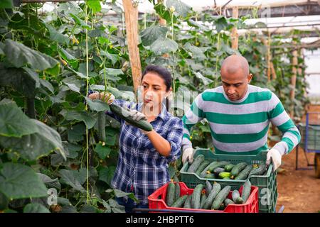 Une famille de fermes latino-américaine prospère s'est engagée dans la culture de légumes biologiques dans la serre, la récolte de concombres Banque D'Images