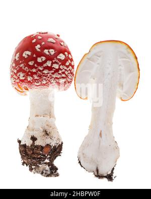 mouche agaric, tabouret, bonheur, champignon, rouge,deux, petit, jeune, blanc, authentique,points, doux, sylvester, réel, champignons,arrière-plan, toxique, points d'intérêt Banque D'Images