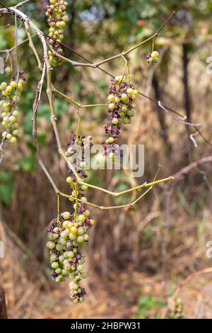 branches et feuilles séchées et fruits du vignoble affectés par les ravageurs du jardin Banque D'Images