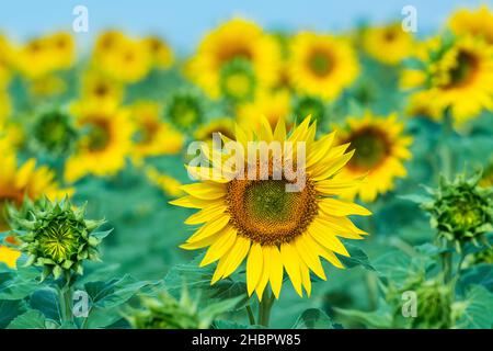 France, Provence, Alpes-de-haute-Provence, Valensole, tournesol *** Légende locale *** France, Provence, Alpes-de-haute-Provence, Valensole, tournesol Banque D'Images