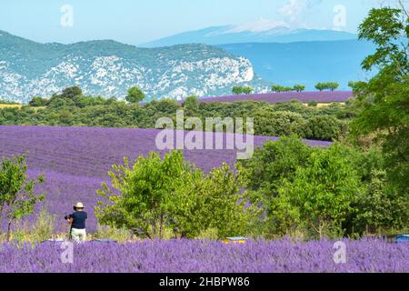 France, Provence, Alpes-de-haute-Provence, Valensole, champs de lavande,Avec Mont Ventoux *** Légende locale *** France, Provence, Alpes-de-haute-Prove Banque D'Images