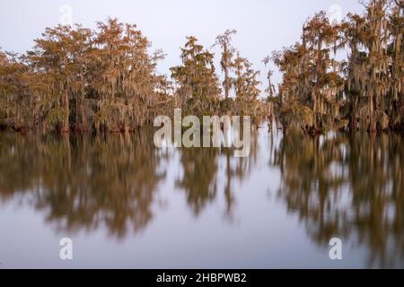 Etats-Unis, Sud, Louisiane, Lac Martin *** Légende locale *** Etats-Unis, Sud, Louisiane, Lac Martin, marais,cyprès chauve, nature, forêt, eau, américain,donc Banque D'Images