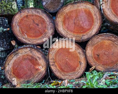 Anneaux d'arbre sur une pile de grumes coupées empilées Banque D'Images