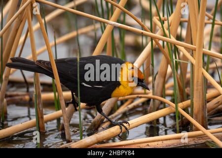 Blackbird à tête jaune sur les roseaux de marais Banque D'Images