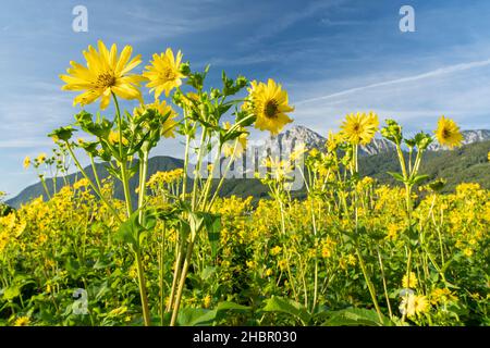 Der Hochstaufen mit gelb blühendem Feld mit der 'Durchwachsene Silphie' - Gemeinde anger eine mehrjährige Futter- und Energiepflanze - Silphium perfo Banque D'Images