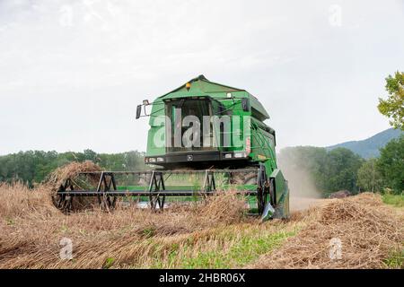 Der Laufener Landweizen auf dem Feld BEI Triebenbach - Stadt Laufen - wird geerntet - für die Brauerei Wieninger Banque D'Images